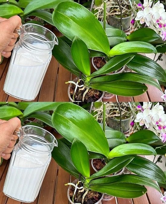 This wonderful ingredient will enhance the flowering splendor of your orchid