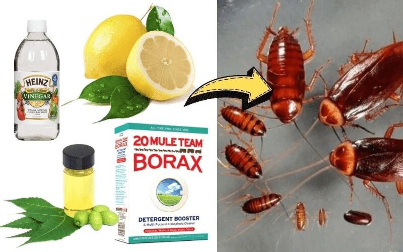7 Natural Products to Get Rid of Cockroaches