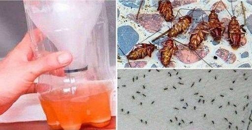 A Powerful Home Recipe To Get Rid Of Mosquitoes And Cockroaches Forever