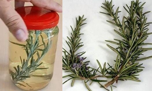 Discover the Benefits of Soaking Rosemary in White Wine!