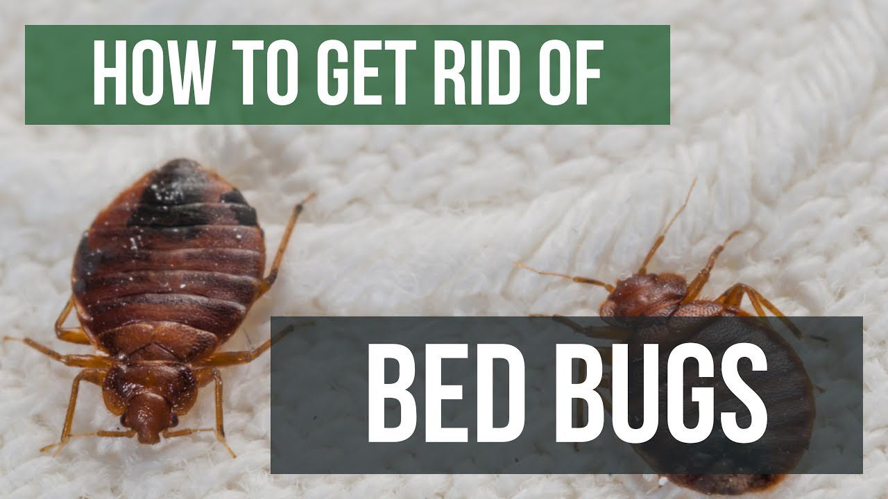 How to Quickly Eliminate Bed Bugs