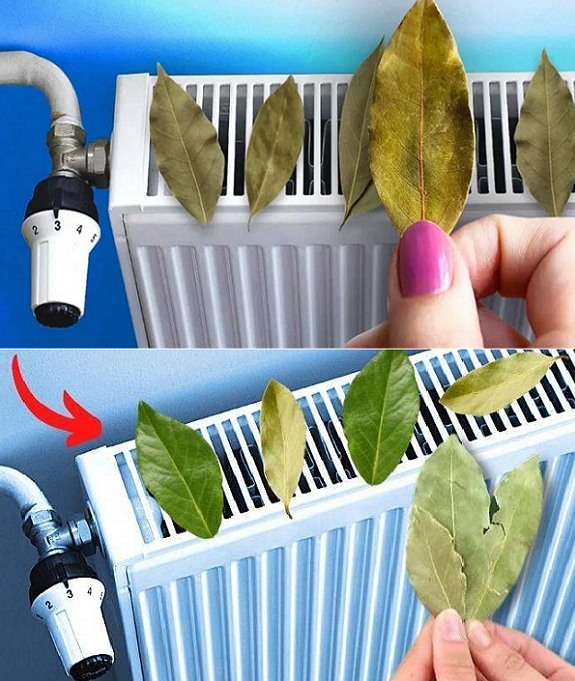 Why should you always stick bay leaves on your radiator