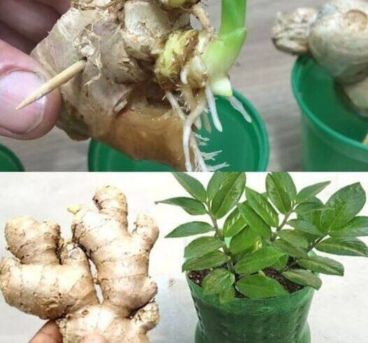 Growing Your Own Ginger at Home