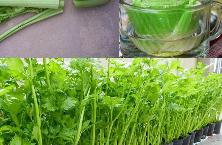 How to Regrow Celery at Home from Scraps – No Garden Needed