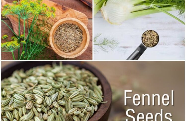 The Wonders of Fennel Seeds A Pinch of Goodness for Your Well-being
