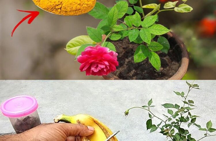Unlock the Secrets to a Lush Rose Garden: Top 5 Expert Gardening Tips